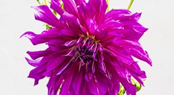 Dahlia II